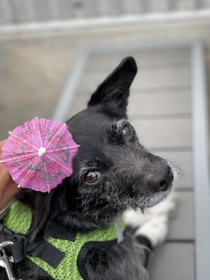 Via 313 Pizza by null