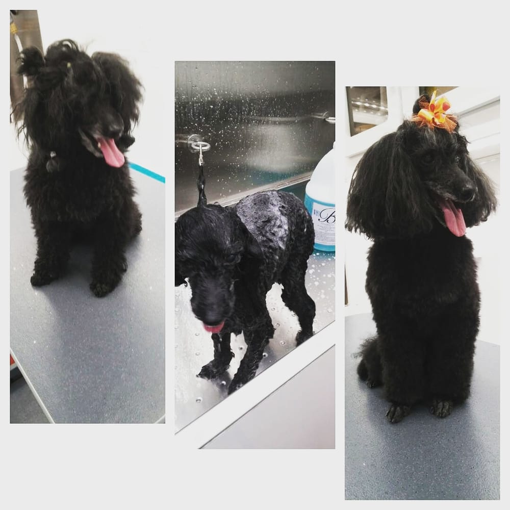 Reviews of SNIFFS & WIGGLES MOBILE PET GROOMING Updated September