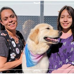 Door-to-Door Dog Grooming