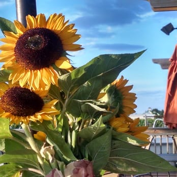 Pindar Vineyards - Amazing sunflowers! - Wineries Near Me - Peconic, New York