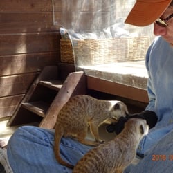 Fellow Earthlings Wildlife Center - Meerkats!