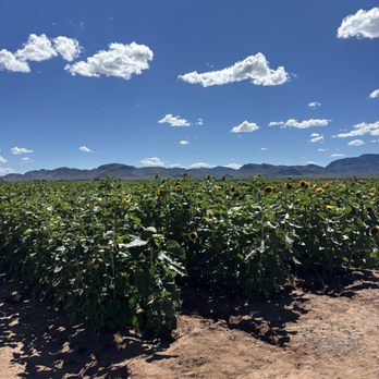 Apple Annie's Orchard - Sunflower field - Farmers Market Near Me - Willcox, Arizona