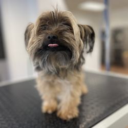 My Loyal Pups Grooming Studio - Before, you can tell he's not sure yet !