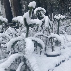 Monkey Business 101 - Monkey Puzzle Trees hanging out in the snow. They have a cat in the hat appearance