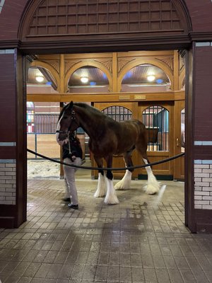 Budweiser Brewery Experience by null