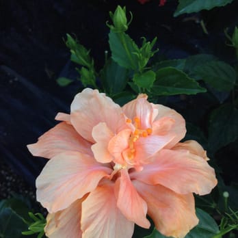Houston Garden Centers - Peachy hibiscus, so beautiful - Nurseries & Gardening Near Me - League City, Texas Houston Garden Centers - Peachy hibiscus, so beautiful - Nurseries & Gardening Near Me - League City, Texas