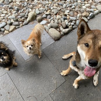 Petsercise - Dog Walkers Near Me