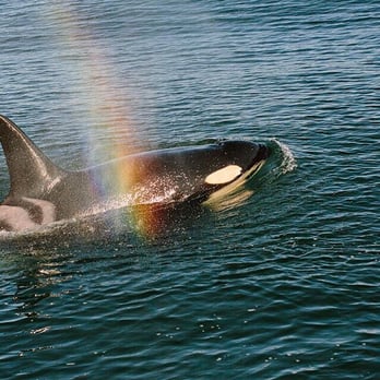 Outer Island Expeditions - K pod :) - Fishing Near Me - Eastsound, Washington