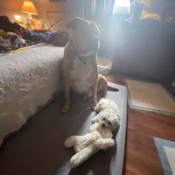 Central Park Puppies - Pet Breeders Near Me - Haupauge, New York