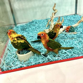Beverly's Pet Center - Pet Stores Near Me - Pembroke Pines, Florida Beverly's Pet Center - Pet Stores Near Me - Pembroke Pines, Florida