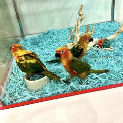 Beverly's Pet Center