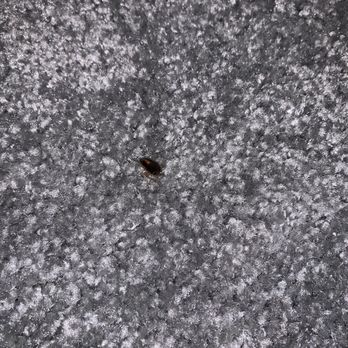 Casa Tropicana - Dead cockroach on rug. - Hotels Near Me - San Clemente, California