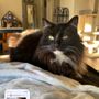 Nancy's Critter Care
