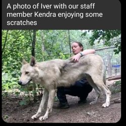 Wolf Sanctuary - The last photo they sent me of my wolf. Skinny and looking sick.