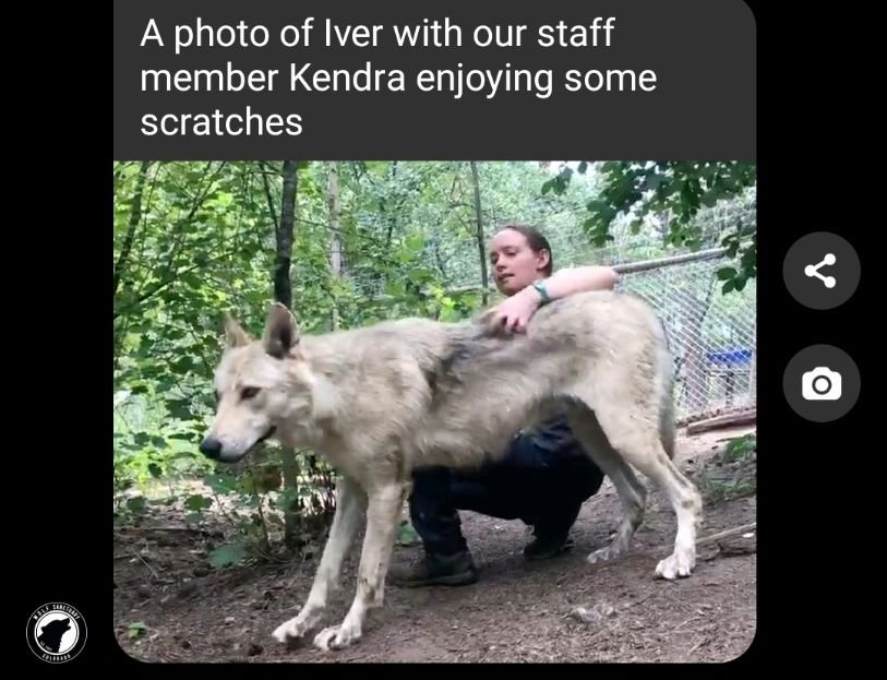 WOLF SANCTUARY Updated June 2024 Laporte, Colorado Animal