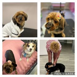 K9 KlipZ - Ramirez family came in for some pampering.