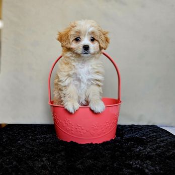 NY Breeder - Pet Training Near Me - White Plains, New York