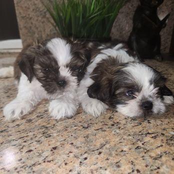 Inland Valley Veterinary Specialists & Emergency Center - The other two puppies after drinking milk - Veterinarians Near Me - Upland, California Inland Valley Veterinary Specialists & Emergency Center - The other two puppies after drinking milk - Veterinarians Near Me - Upland, California