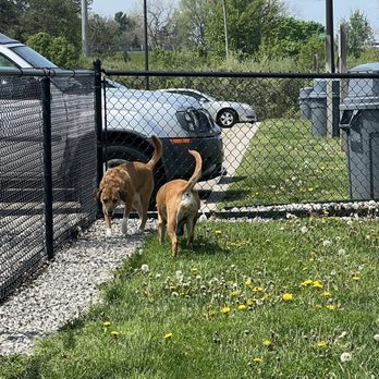 Love's Travel Stop - Dog park is great size to let your dogs run around and do their business - Convenience Stores Near Me - Bridgeport, Michigan Love's Travel Stop - Dog park is great size to let your dogs run around and do their business - Convenience Stores Near Me - Bridgeport, Michigan
