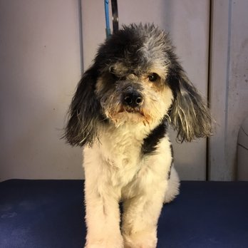 Pett Butler - Before and after - Pet Groomers Near Me - Denver, Colorado Pett Butler - Before and after - Pet Groomers Near Me - Denver, Colorado