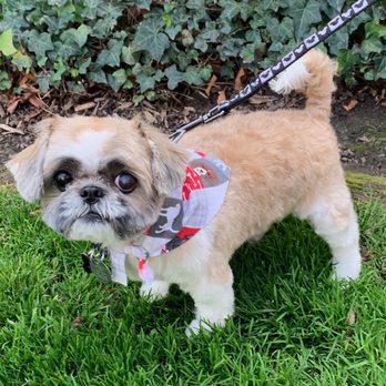 Muddy Paws OC - Wulfy looks like a new puppy!!!! - Pet Groomers Near Me - Orange, California Muddy Paws OC - Wulfy looks like a new puppy!!!! - Pet Groomers Near Me - Orange, California