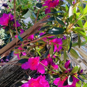 White Forest Nursery - Nurseries & Gardening Near Me - Bakersfield, California