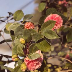 Nurseries & Gardening in Fresno - Yelp