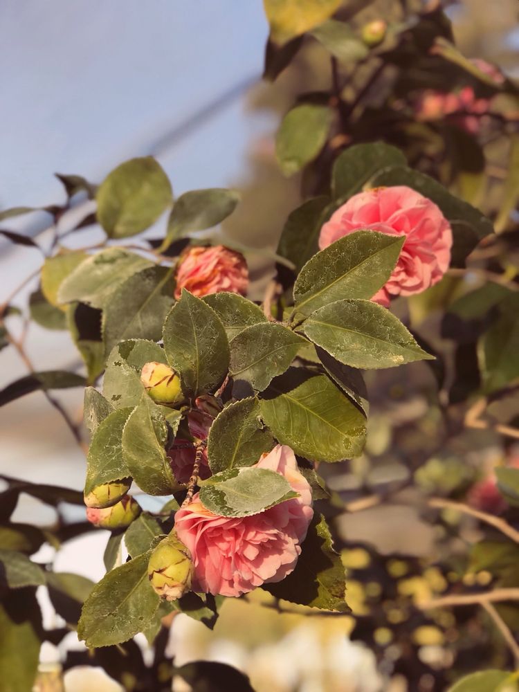 WILLOW GARDENS NURSERY 53 Photos & 42 Reviews Nurseries & Gardening