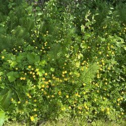 Fort Ward Park - Buttercup are blooming!