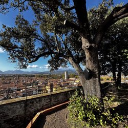 Guinigi