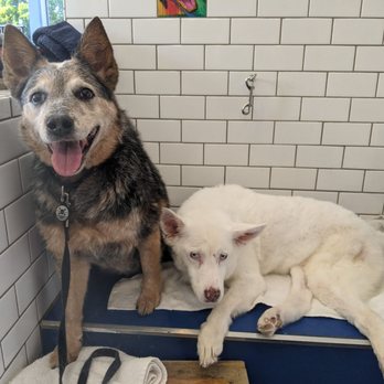 Rub-A-Dub Dog Do-It-Yourself Dog Wash - Pet Groomers Near Me - Seattle, Washington Rub-A-Dub Dog Do-It-Yourself Dog Wash - Pet Groomers Near Me - Seattle, Washington