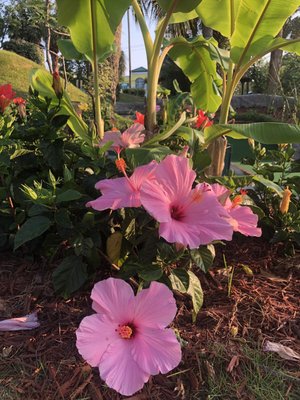 Jungle Lagoon Miniature Golf by null