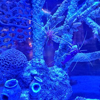 Sea Life - Aquariums Near Me - Orlando, Florida Sea Life - Aquariums Near Me - Orlando, Florida
