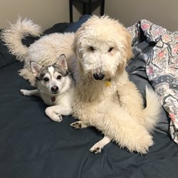 Home Away From Home Pet Spa