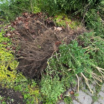 Northwest Hills Solutions - ugly boxwoods gone - Lawn Services Near Me - Litchfield, Connecticut Northwest Hills Solutions - ugly boxwoods gone - Lawn Services Near Me - Litchfield, Connecticut