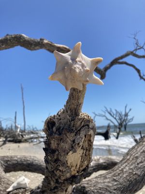 Botany Bay Heritage Preserve/Wildlife Management Area by null