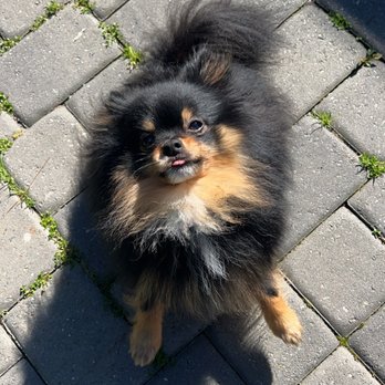Pet Sitter ASAP - Pet Sitting Near Me Pet Sitter ASAP - Pet Sitting Near Me