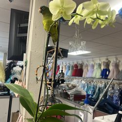 Dalia's Boutique