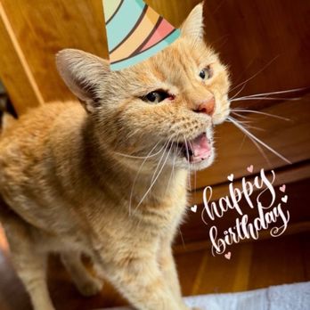 Rockstar Pet Care - It was my birthday while we were gone! - Dog Walkers Near Me Rockstar Pet Care - It was my birthday while we were gone! - Dog Walkers Near Me