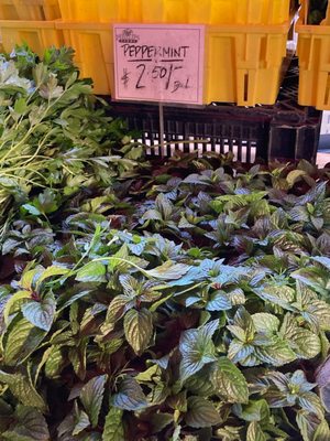 Phillips Farms Market by null