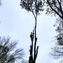 Semper Fi Tree Care