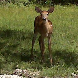 Edgebrook Golf Course - A little baby roaming along the course.