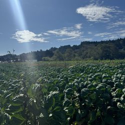 Fifth Crow Farm