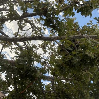 The Branch - Thick heavy 40' sycamore tree needed a professional job. - Tree Services Near Me - San Marcos, California The Branch - Thick heavy 40' sycamore tree needed a professional job. - Tree Services Near Me - San Marcos, California