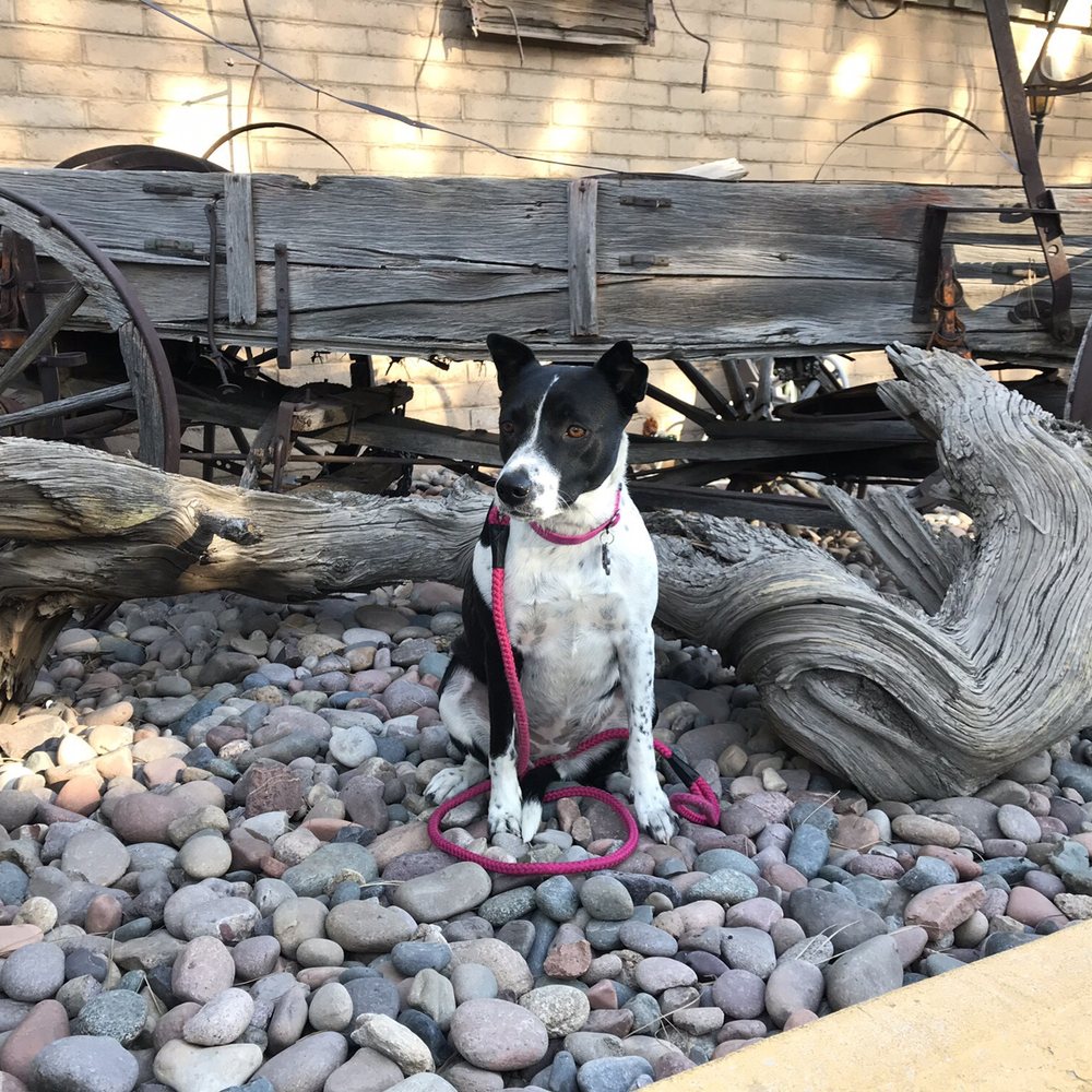 Black Bart's RV Park - Campgrounds Near Me - Flagstaff, Arizona Black Bart's RV Park - Campgrounds Near Me - Flagstaff, Arizona