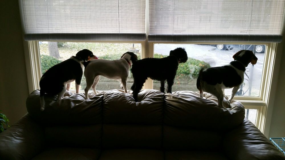Cindy's Dog Sitting Services - pet boarding facility in Rochester, NY