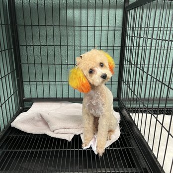 Optimus Pet Grooming - Pet Groomers Near Me - Fresno, California Optimus Pet Grooming - Pet Groomers Near Me - Fresno, California