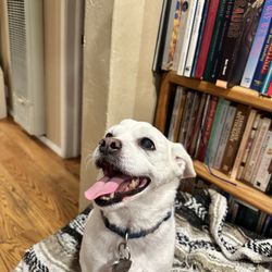 Castro Valley Animal Hospital - Snowy's allergic reaction #2