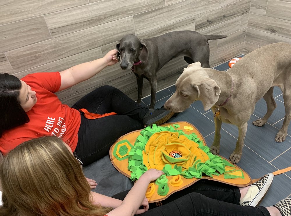 CAMP BOW WOW RENO SOUTH 22 Photos & 12 Reviews Pet Boarding 7111