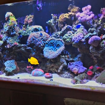 Geepers Reefers Aquarium Services - Aquarium Services Near Me - Chatsworth, California Geepers Reefers Aquarium Services - Aquarium Services Near Me - Chatsworth, California